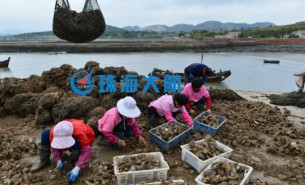 生蠔自動(dòng)分揀機(jī)，取代人工分揀，高效精準(zhǔn)省人工