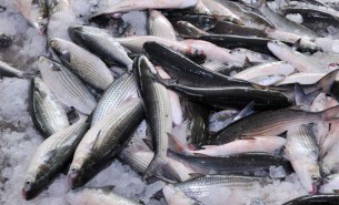 羅非魚(yú)養(yǎng)殖的水產(chǎn)行業(yè)如何提高稱(chēng)重分選效率
